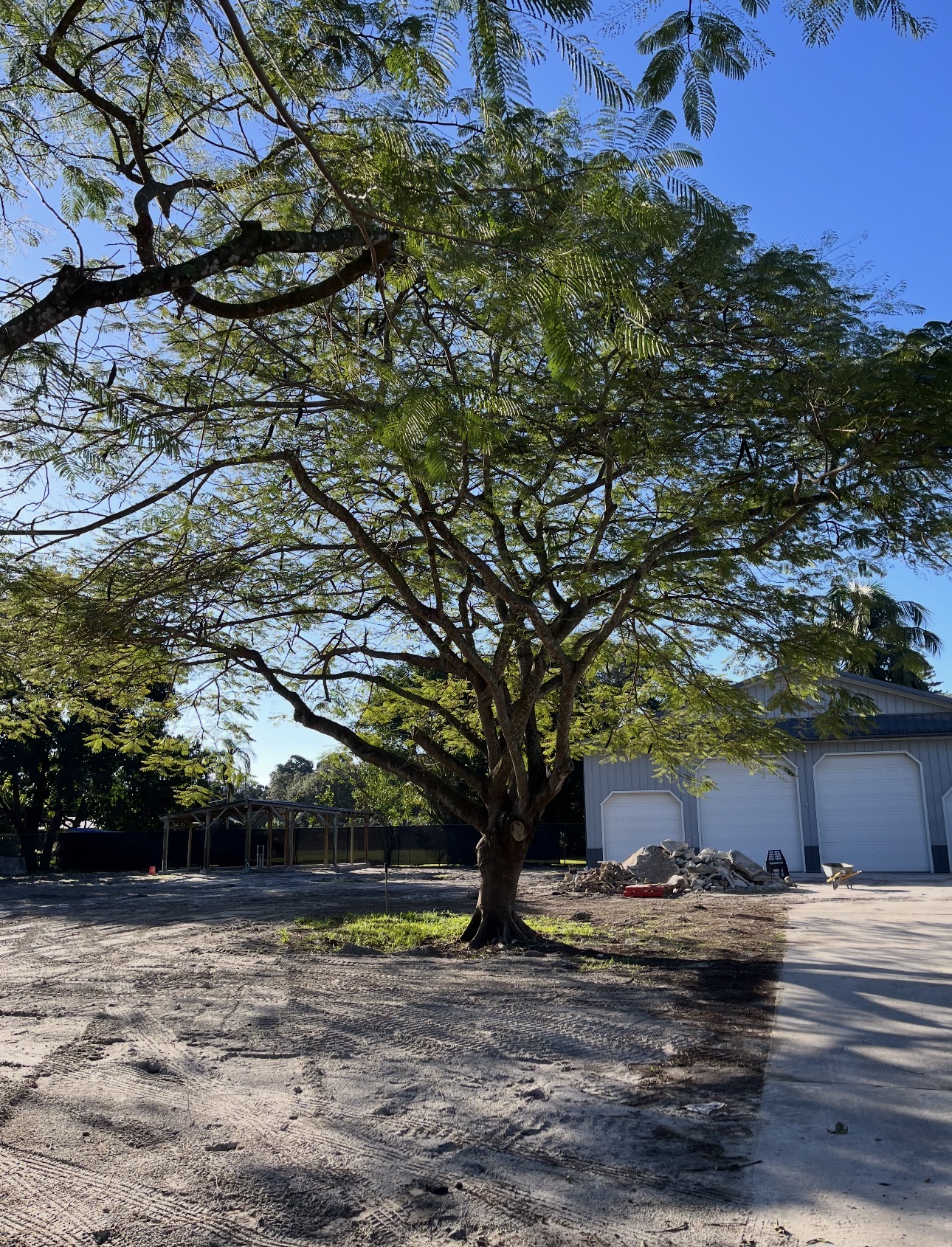 Large tree on a residential property before removal