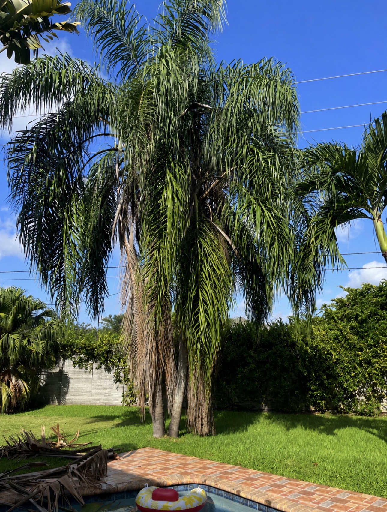 Overgrown palms with dead and hanging fronds before trimming