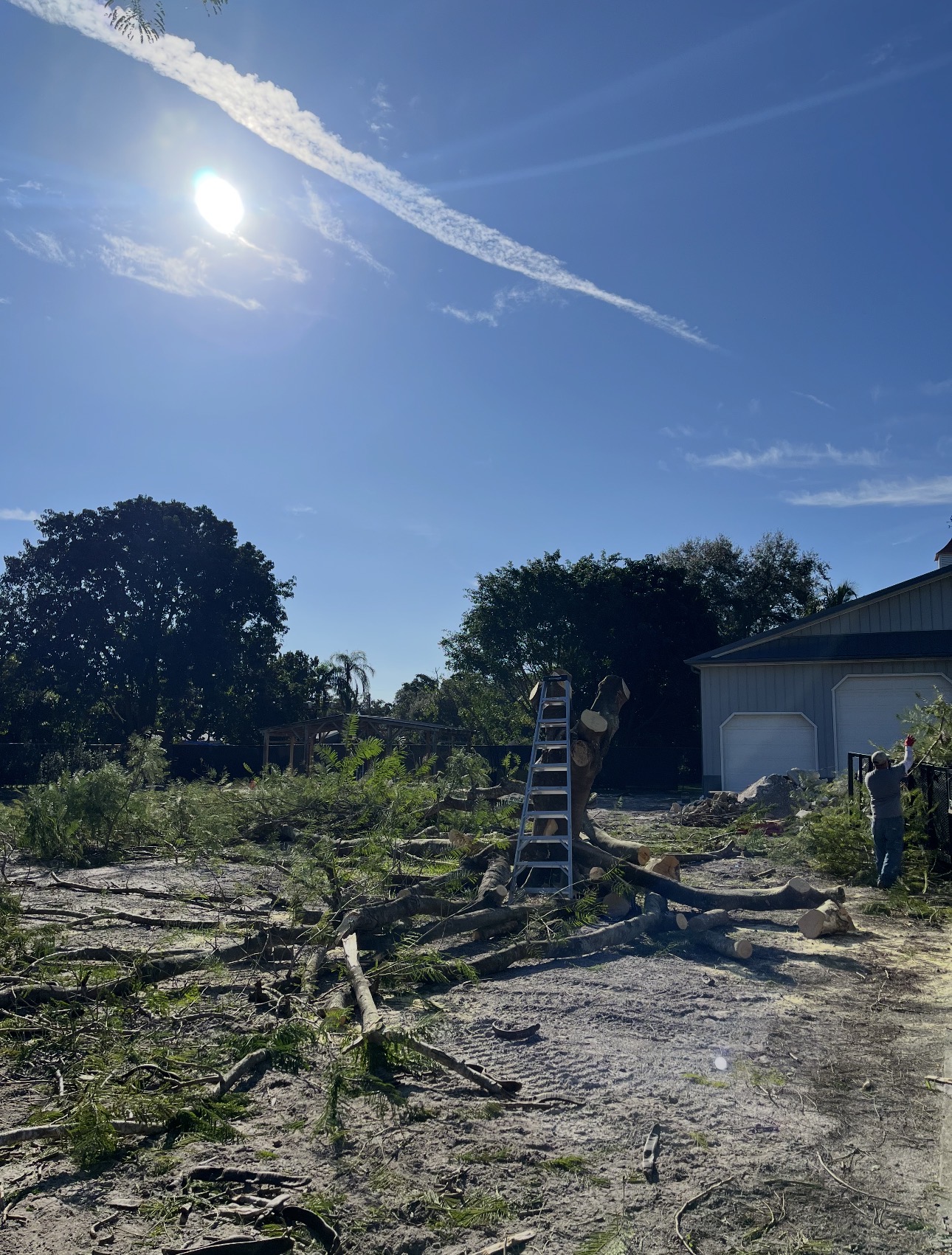 Tree removal in progress with the trunk cut into sections and branches on the ground