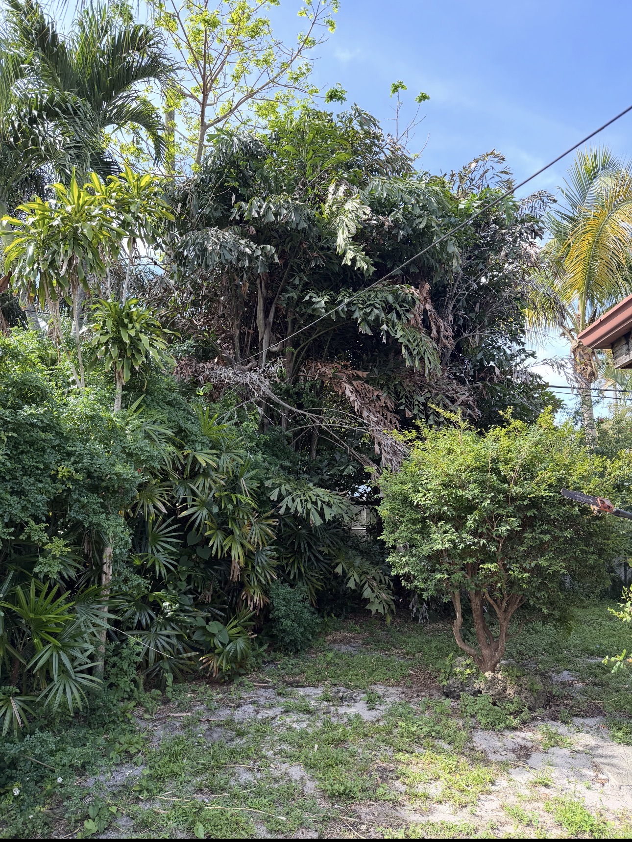 Heavily overgrown trees and vegetation before clearing