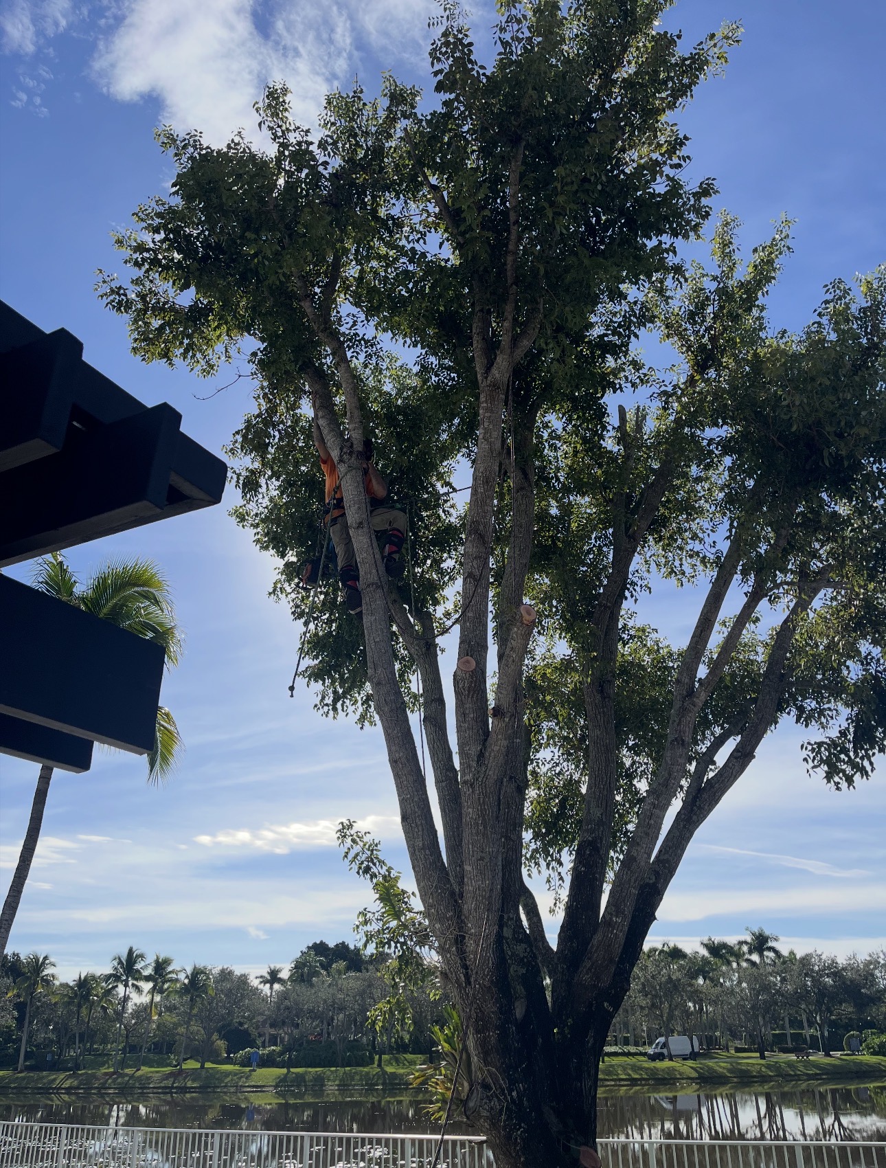 Large tree being professionally removed next to a swimming pool