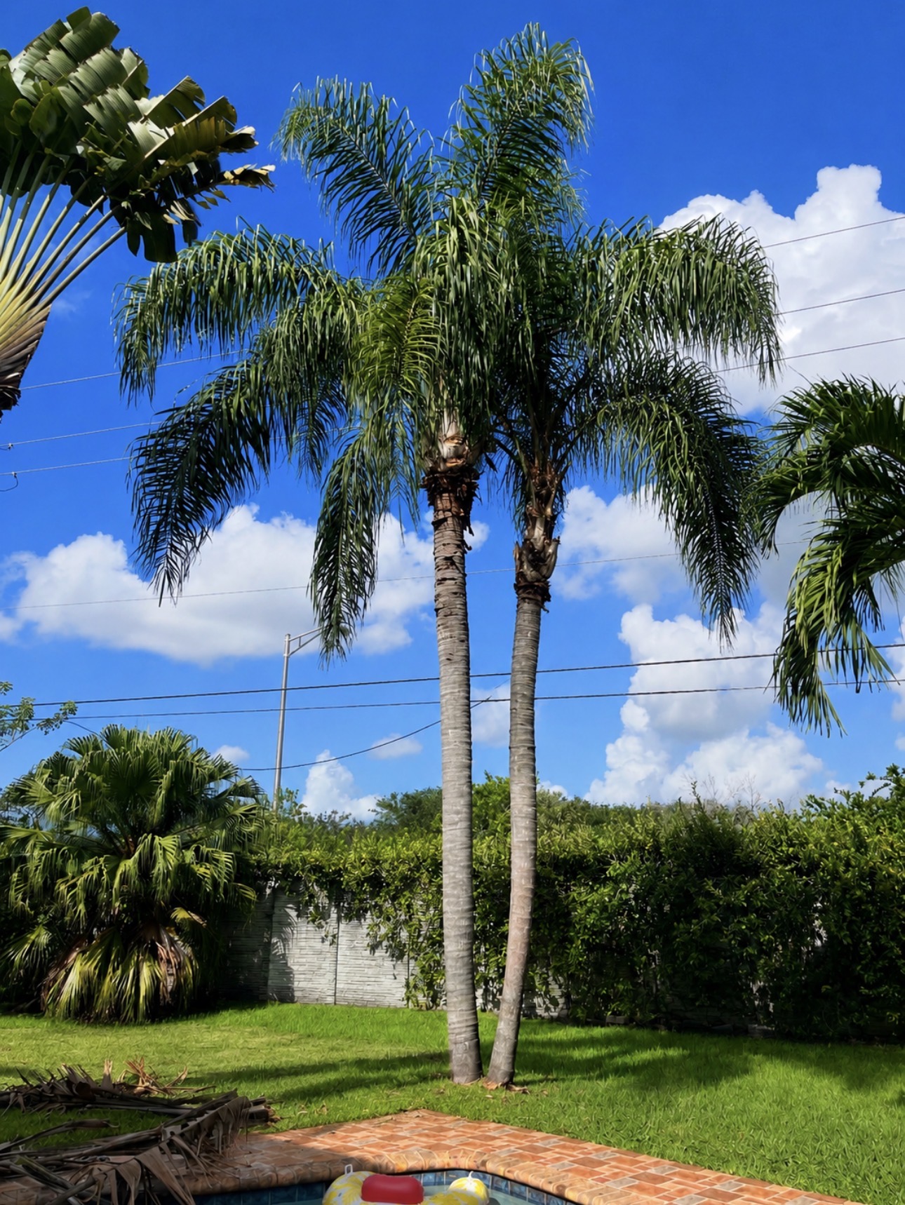 Same palms professionally trimmed and cleaned with dead fronds removed